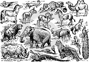 A large number of animals of wild africa presented in general illustration