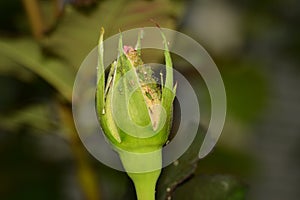 A large number of aphids sit on a small rosebud