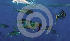 Atlantic Bluefin Tuna Thunnus thynnus photo