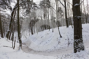 a large number of bare deciduous trees in the winter season