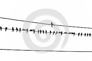 A large number of birds are on the power line. In rural areas, at sunset time.