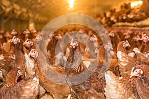 Large number of chickens on a poultry farm.