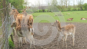 A large number of deer and roe deer on a green field behind the fence