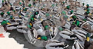 a large number of ducks are waiting for feeding together