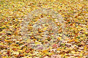 A large number of fallen and yellowed autumn leaves on the ground. Autumn background textur