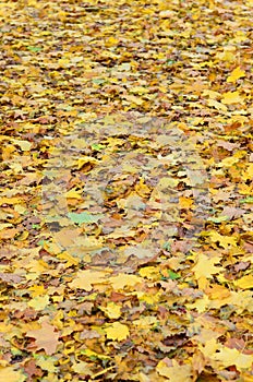 A large number of fallen and yellowed autumn leaves on the ground. Autumn background textur