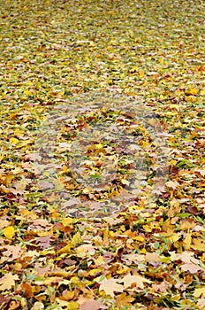 A large number of fallen and yellowed autumn leaves on the ground. Autumn background textur