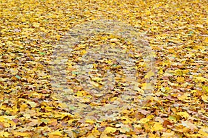 A large number of fallen and yellowed autumn leaves on the ground. Autumn background textur