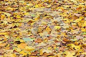 A large number of fallen and yellowed autumn leaves on the ground. Autumn background textur