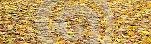 A large number of fallen and yellowed autumn leaves on the ground. Autumn background textur