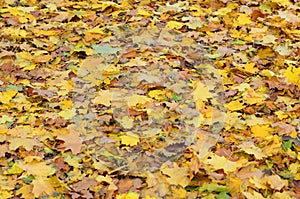 A large number of fallen and yellowed autumn leaves on the ground. Autumn background textur