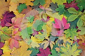 A large number of fallen and yellowed autumn leaves on the ground. Autumn background textur