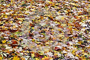 A large number of fallen and yellowed autumn leaves on the ground. Autumn background textur