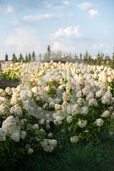 A large number of flowering white hydrangea bushes