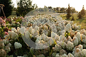 A large number of flowering white hydrangea bushes in the open air