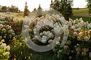 A large number of flowering white hydrangea bushes in the open air