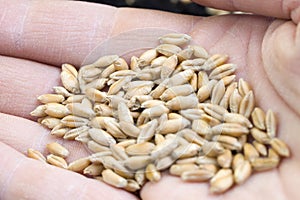 a large number of grains