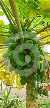 A Large Number of Green Papaya in the Papaya Tree photo