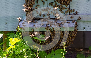 A large number of honey bees of the Apidae family hang on top of each other photo