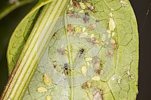 Large number of insects on the leaf