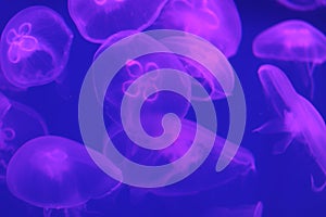 A large number of jellyfish on a blue or purple background in the ocean. Transparent jellyfish in the backlight. Background to
