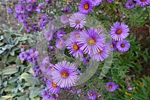 Large number of purple flowers of New England aster in October photo
