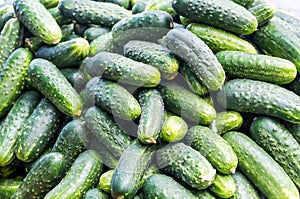 A large number of ripe green cucumbers