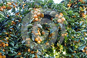 a large number of ripe yellowing plums among the leaves on the plum tree