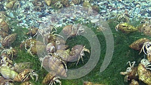 A large number of Small hermit crab Diogenes pugilator.