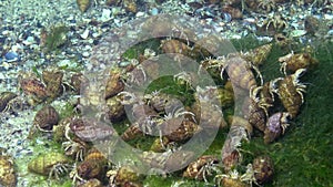 A large number of Small hermit crab Diogenes pugilator. Black Sea