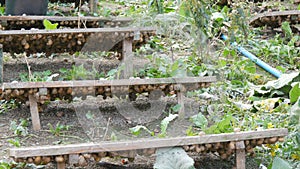 A large number of snails on a snail farm under wooden boards, a delicacy with a large amount of protein and useful mucus