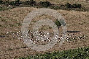 A large number of storks perched on a farm, resting from the long journey