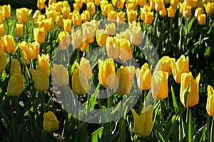 Large number of tulips on a bed in the park