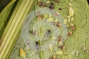 Large number of vermin on the green leaf photo