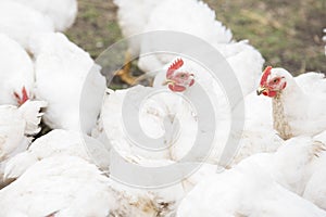 A large number of white adult broilers