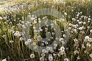 a large number of white dandelions at sunset