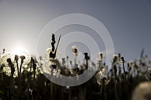 a large number of white dandelions at sunset