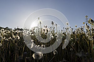 a large number of white dandelions at sunset