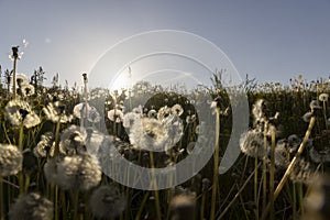 a large number of white dandelions at sunset