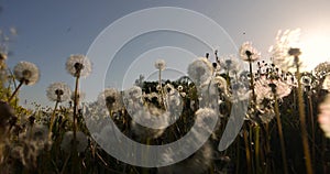 a large number of white dandelions at sunset