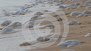 A large number of white jellyfish lie on the shores of the sandy sea, which are washed by the waves. Ecological disaster