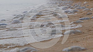 A large number of white jellyfish lie on the shores of the sandy sea, which are washed by the waves. Ecological disaster