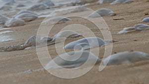 A large number of white jellyfish lie on the shores of the sandy sea, which are washed by the waves. Ecological disaster