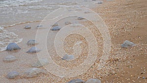 A large number of white jellyfish lie on the shores of the sandy sea, which are washed by the waves. Ecological disaster