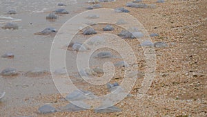 A large number of white jellyfish lie on the shores of the sandy sea, which are washed by the waves. Ecological disaster