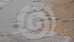 A large number of white jellyfish lie on the shores of the sandy sea, which are washed by the waves. Ecological disaster