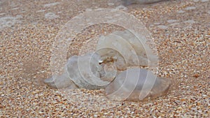 A large number of white jellyfish lie on the shores of the sandy sea, which are washed by the waves. Ecological disaster