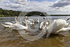 a large number of white swans on the lake in summer