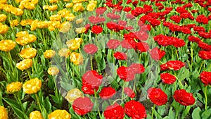 Velký číslo z tulipány rostoucí v květinový rozdělen dvě 