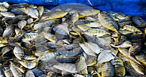 Large number of yellow stripped fish